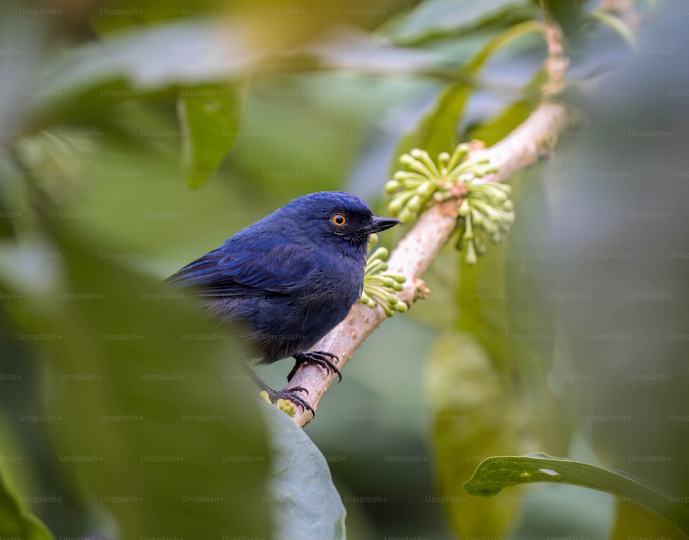 ein blauer Vogel, der auf einem Ast eines Baumes sitzt