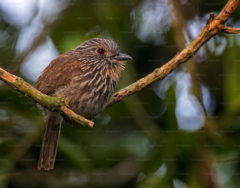 un uccello marrone seduto su un ramo di un albero