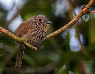 a brown bird sitting on a branch of a tree