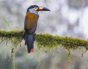 Un oiseau coloré perché sur une branche couverte de mousse