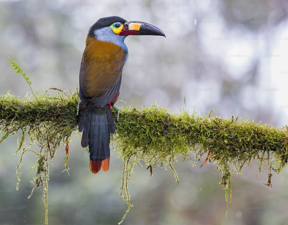 이끼로 뒤덮인 나뭇가지에 형형색색의 새가 앉아 있다