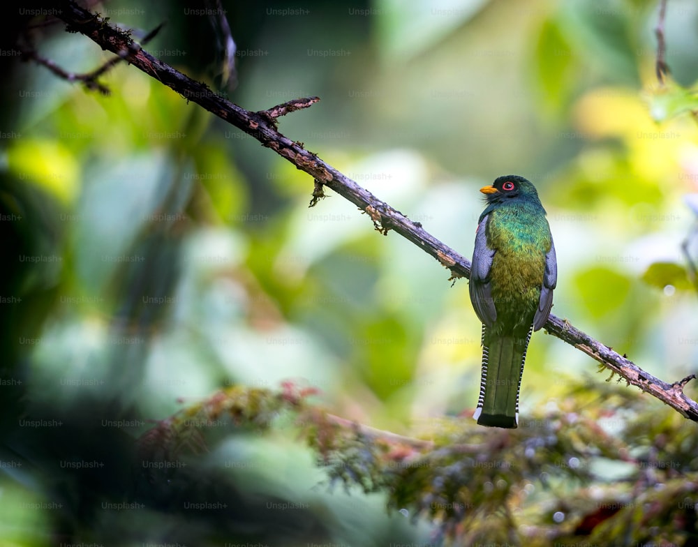 a green and blue bird sitting on a tree branch