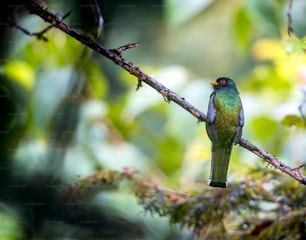 a green and blue bird sitting on a tree branch