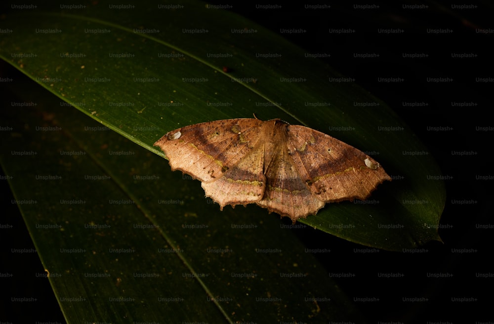 a large brown moth sitting on top of a green leaf