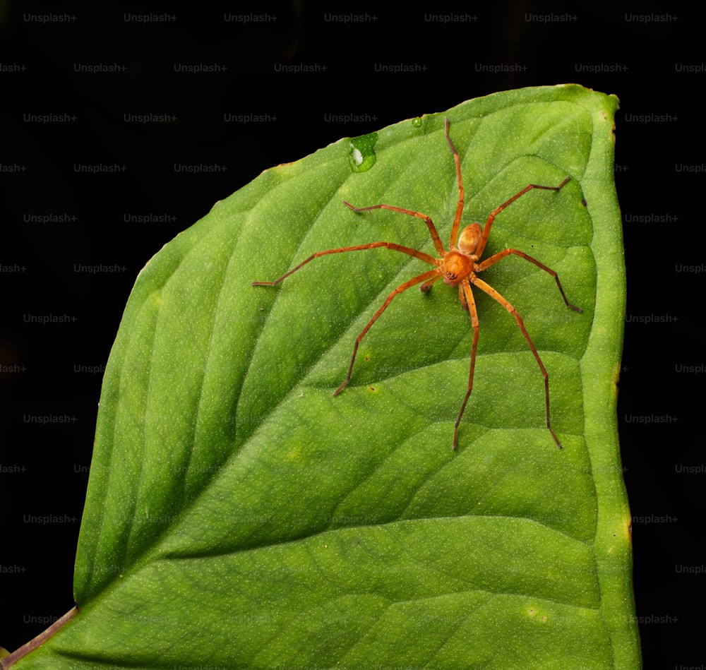 une araignée rouge assise au sommet d’une feuille verte