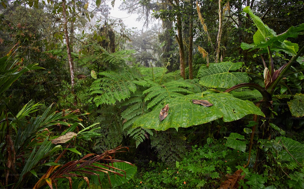 Un exuberante bosque verde lleno de muchos árboles y plantas