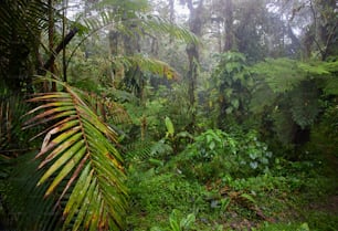 a lush green forest filled with lots of trees