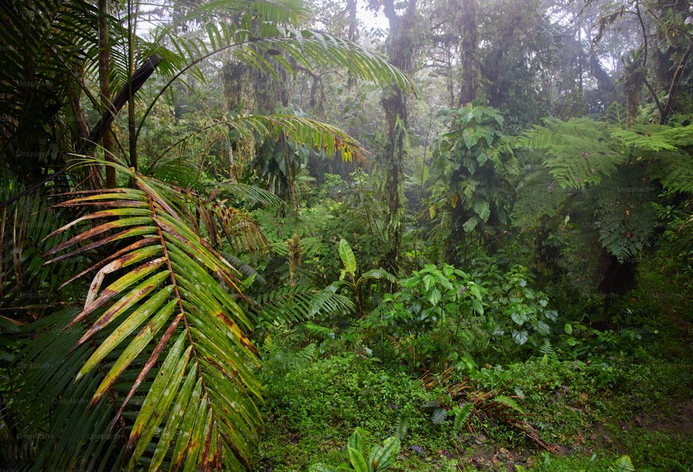 a lush green forest filled with lots of trees