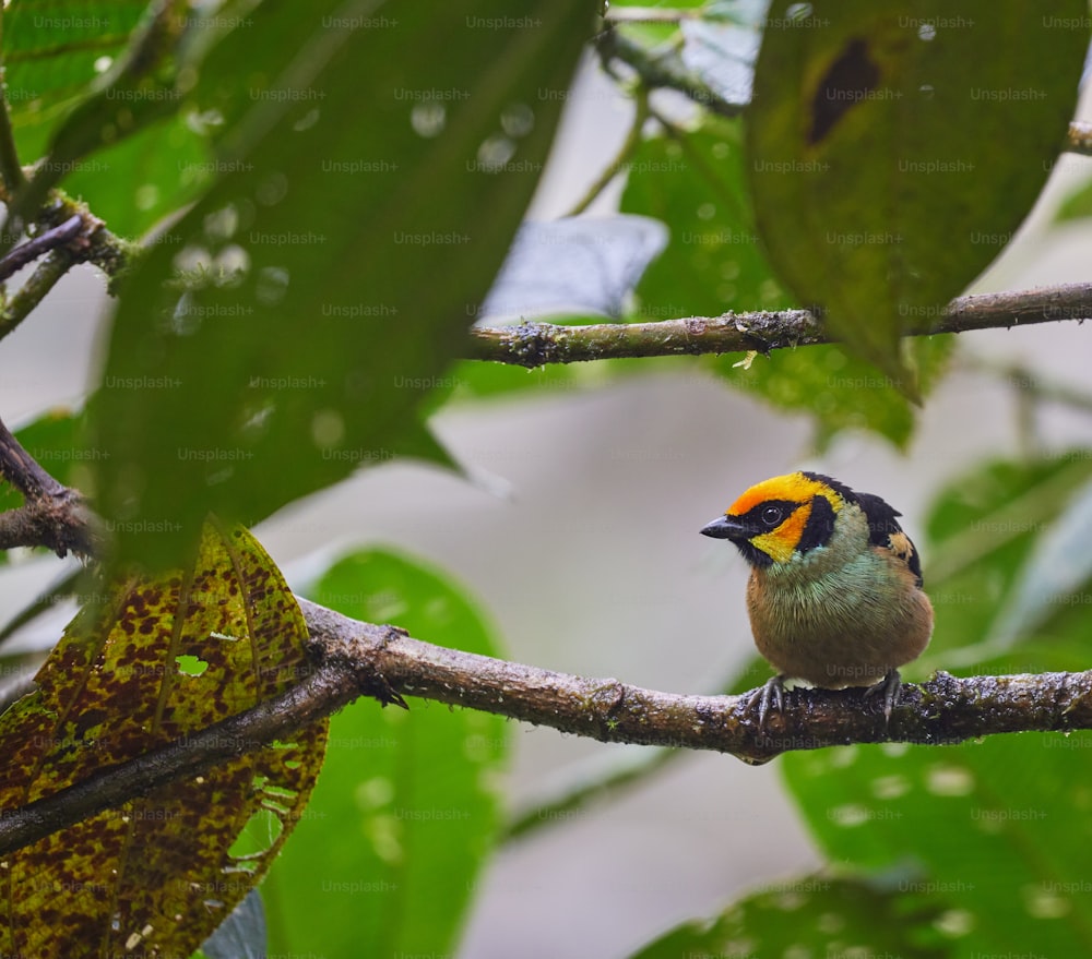 a small bird perched on a tree branch