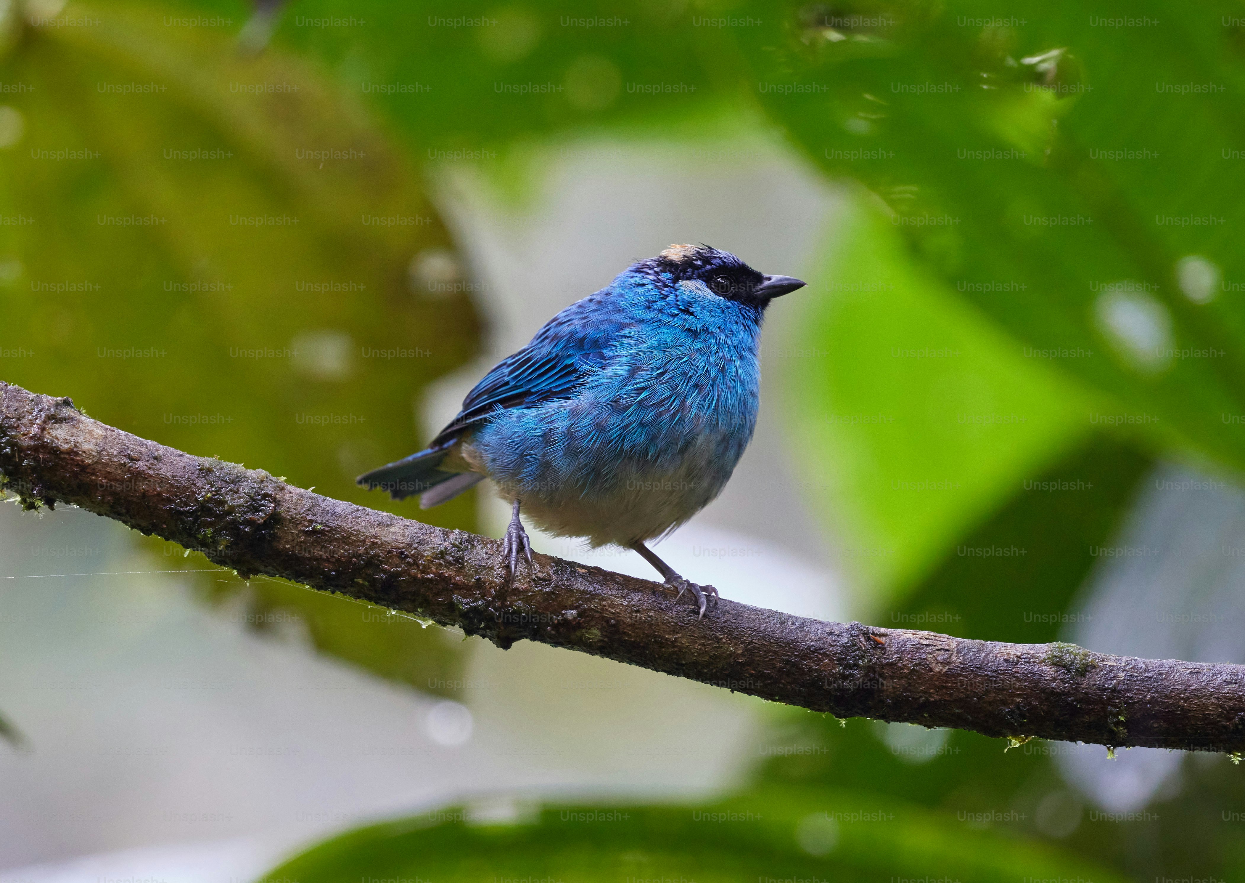 a small blue bird perched on a tree branch