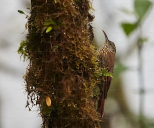 Ein Vogel sitzt auf einem moosbedeckten Baum