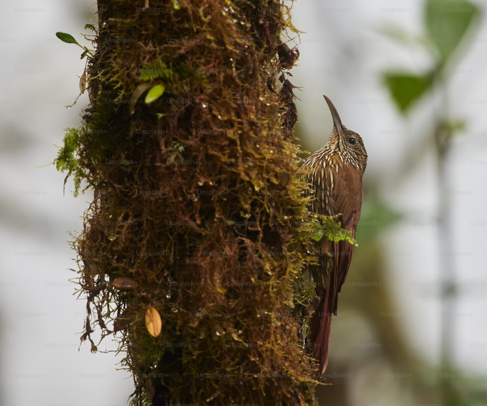 um pássaro está empoleirado em uma árvore coberta de musgo