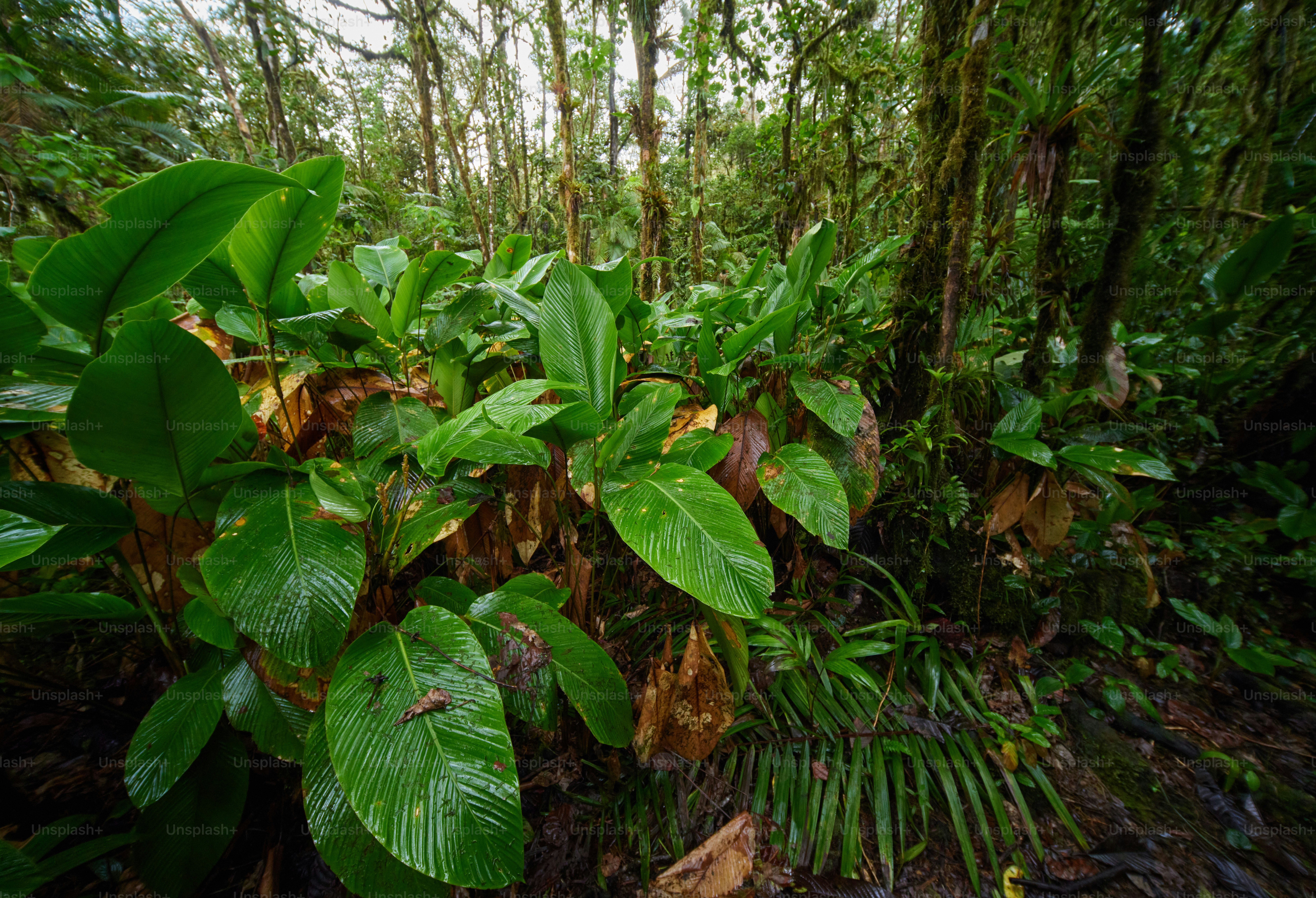 a lush green forest filled with lots of leaves