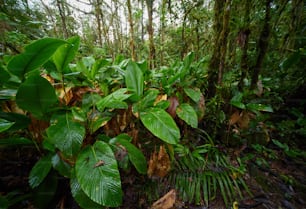 a lush green forest filled with lots of leaves