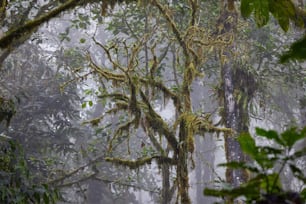 a forest filled with lots of trees covered in moss