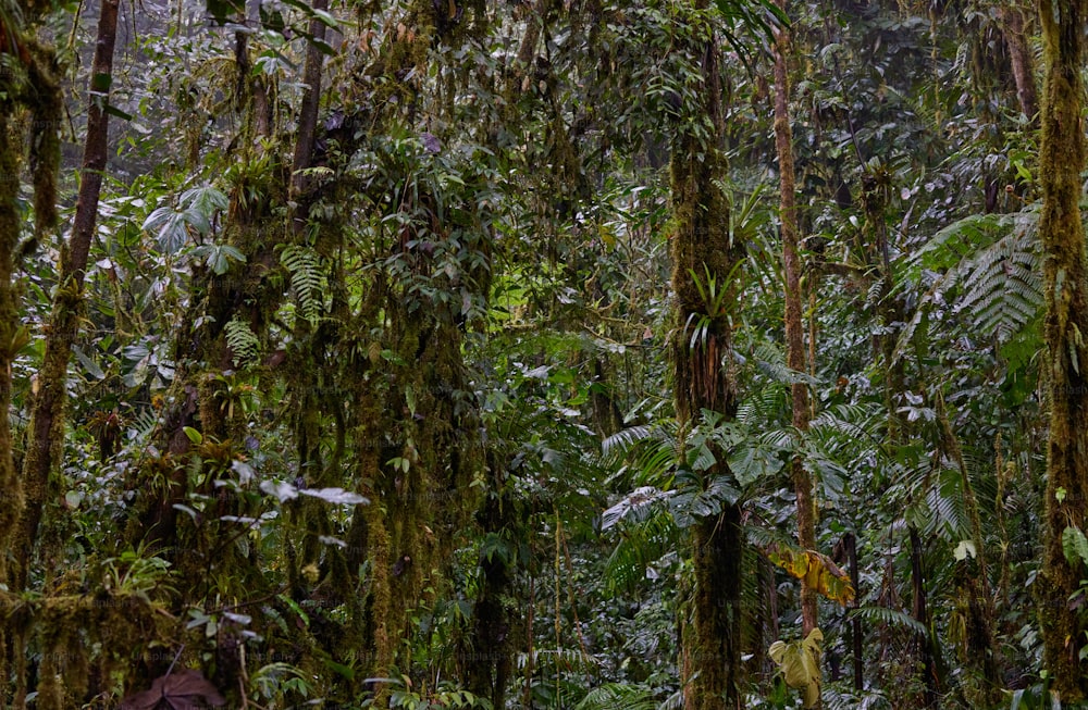 Une forêt remplie de beaucoup d’arbres et de plantes