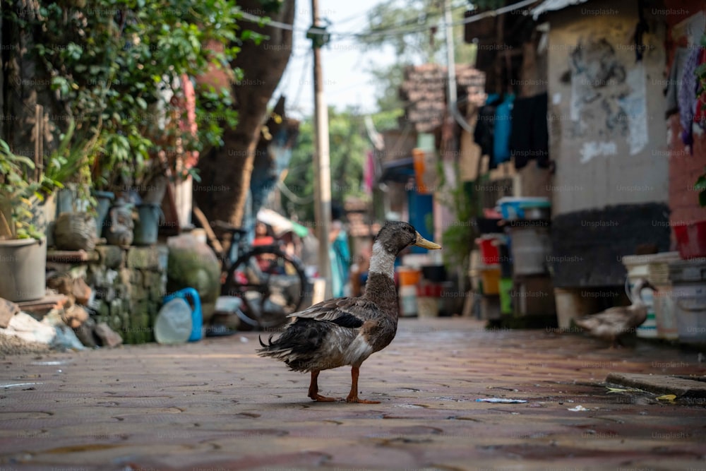 Un canard se tient sur un trottoir de briques