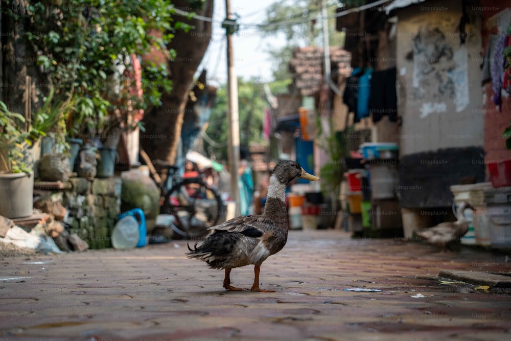 a duck is standing on a brick sidewalk