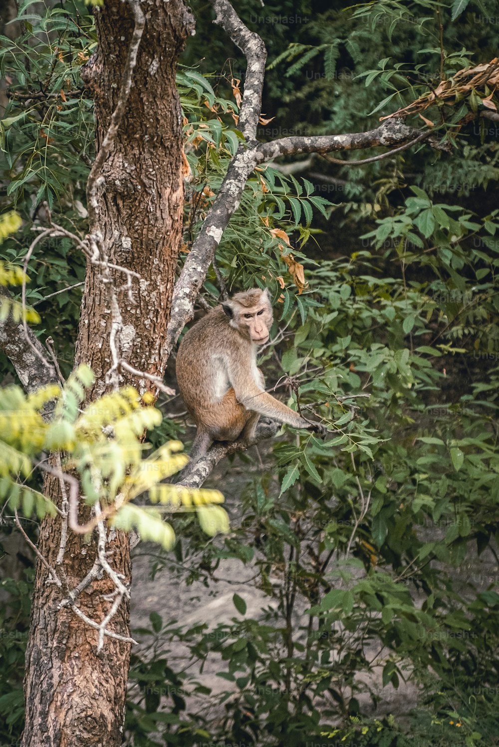 a monkey sitting on a tree branch in a forest