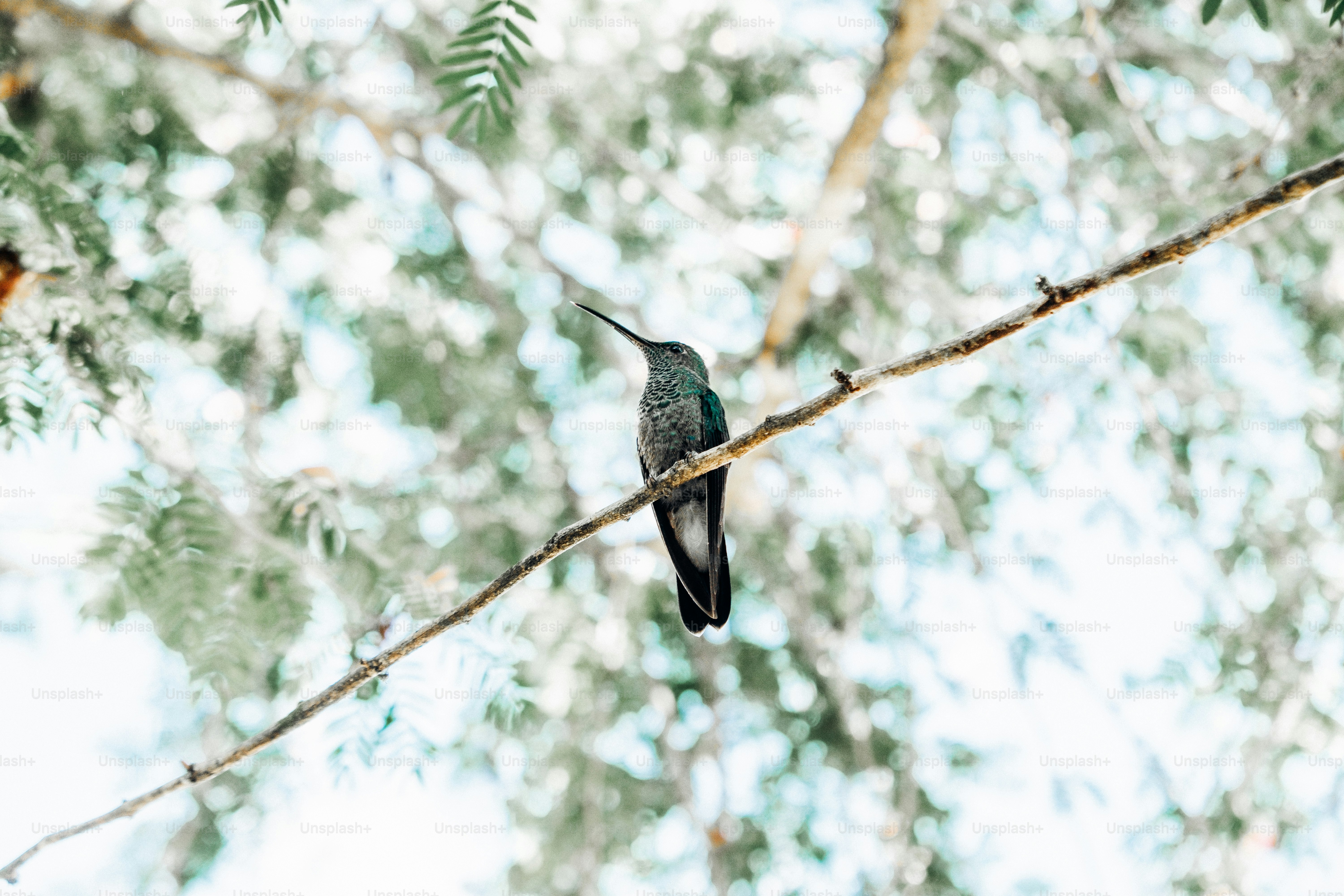 a hummingbird perched on a branch of a tree