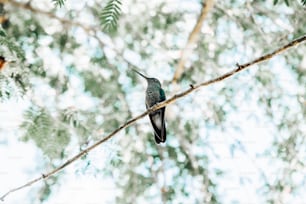 um beija-flor empoleirado em um galho de uma árvore