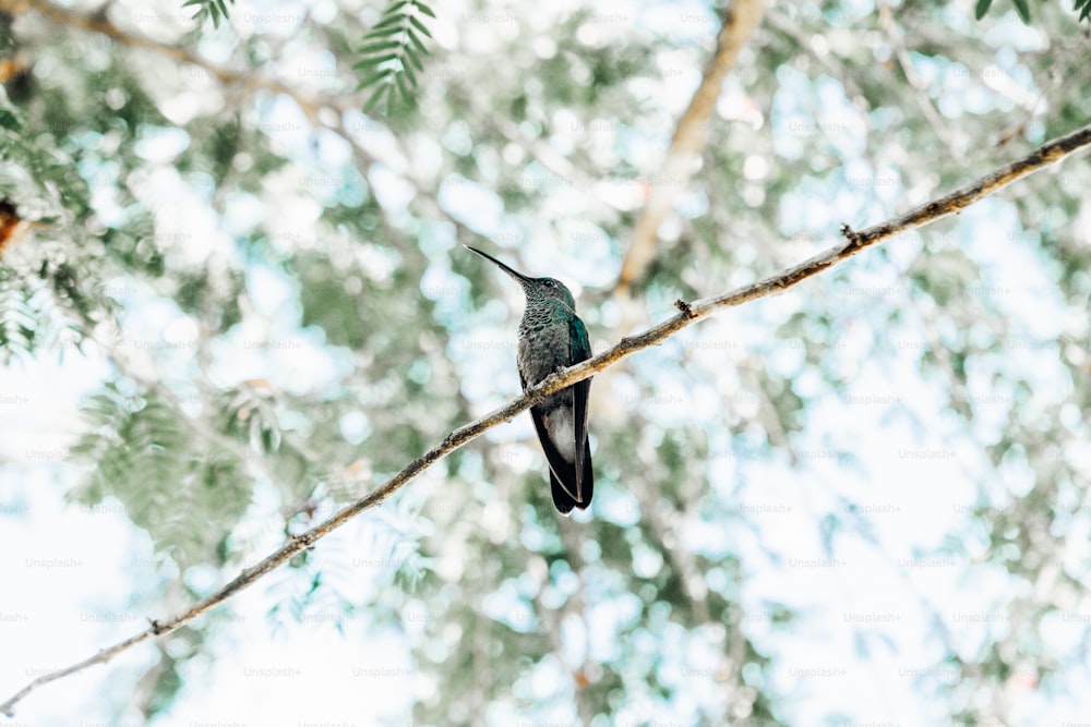 Un colibri perché sur une branche d’arbre