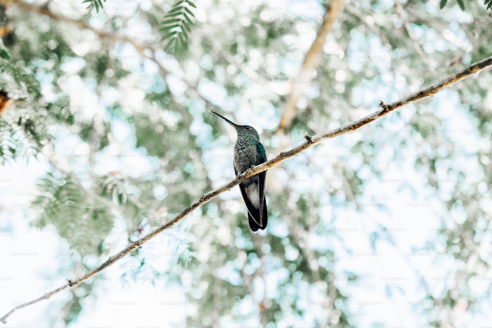 a hummingbird perched on a branch of a tree