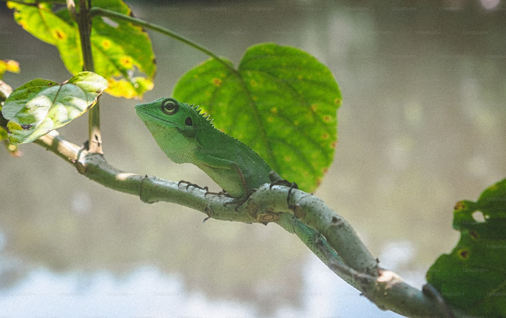 um lagarto verde está sentado em um galho