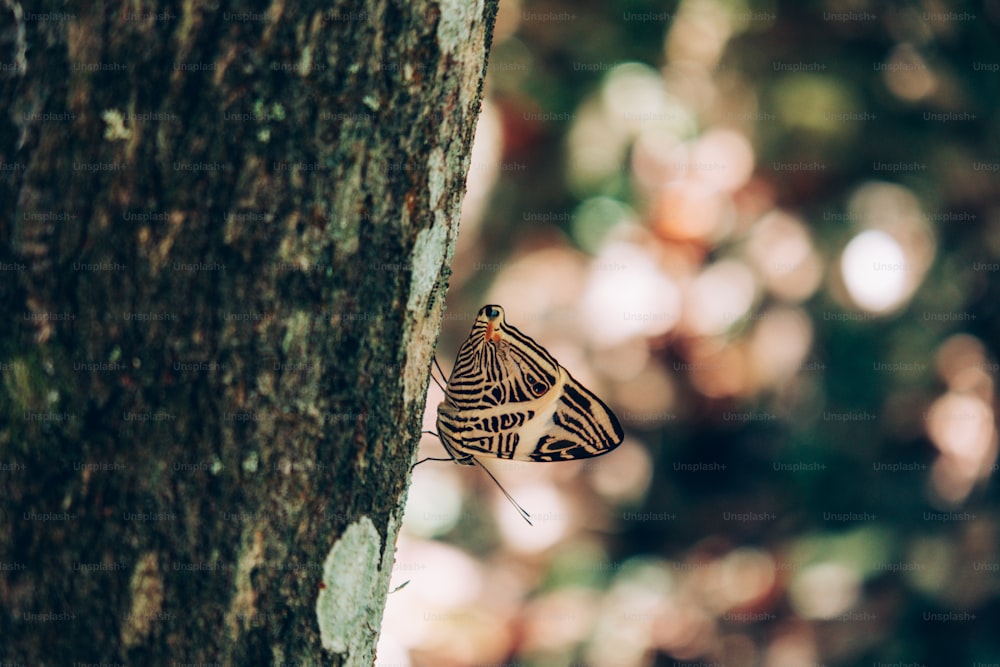 una farfalla che è seduta su un albero