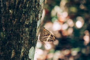 una farfalla che è seduta su un albero