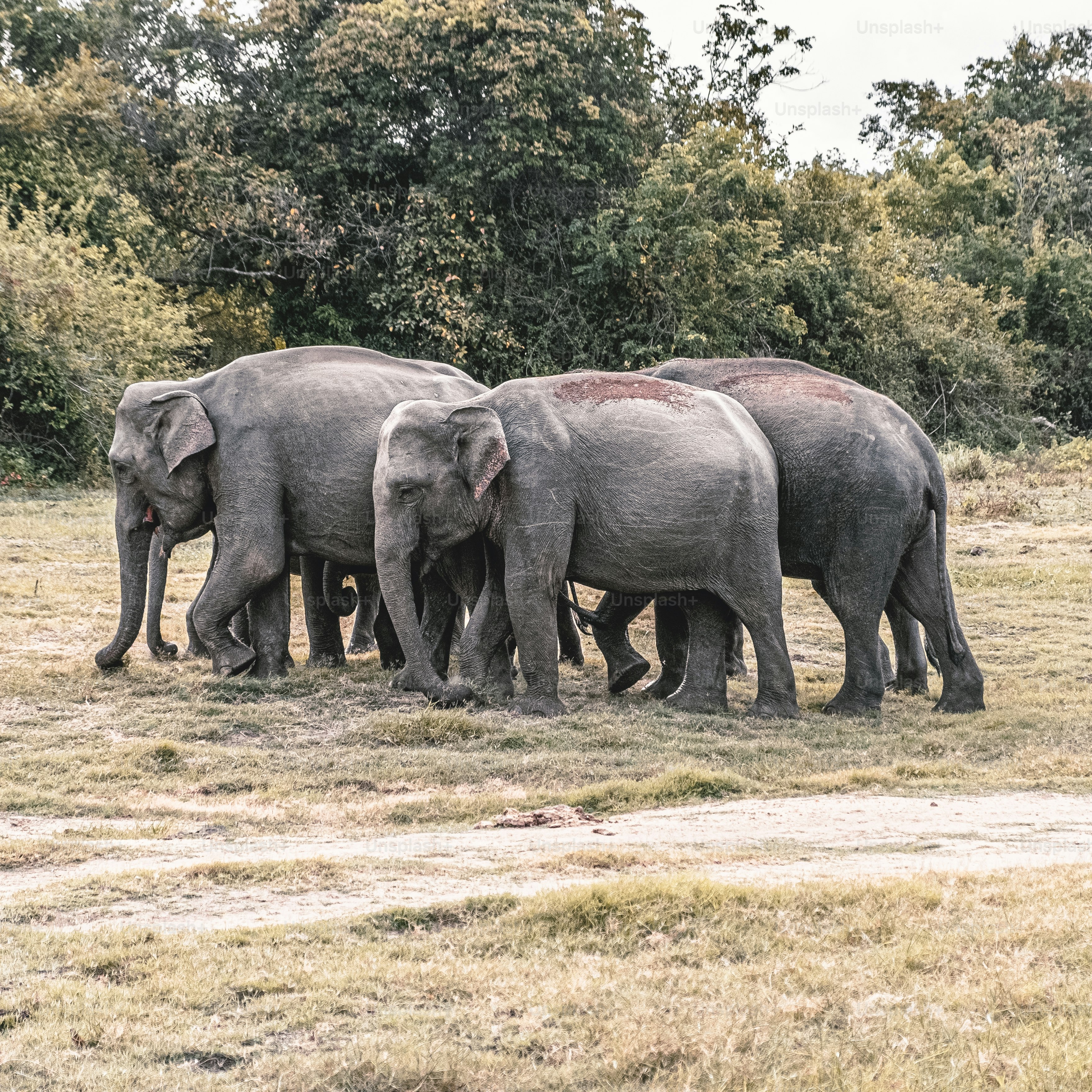 a herd of elephants walking across a dry grass field