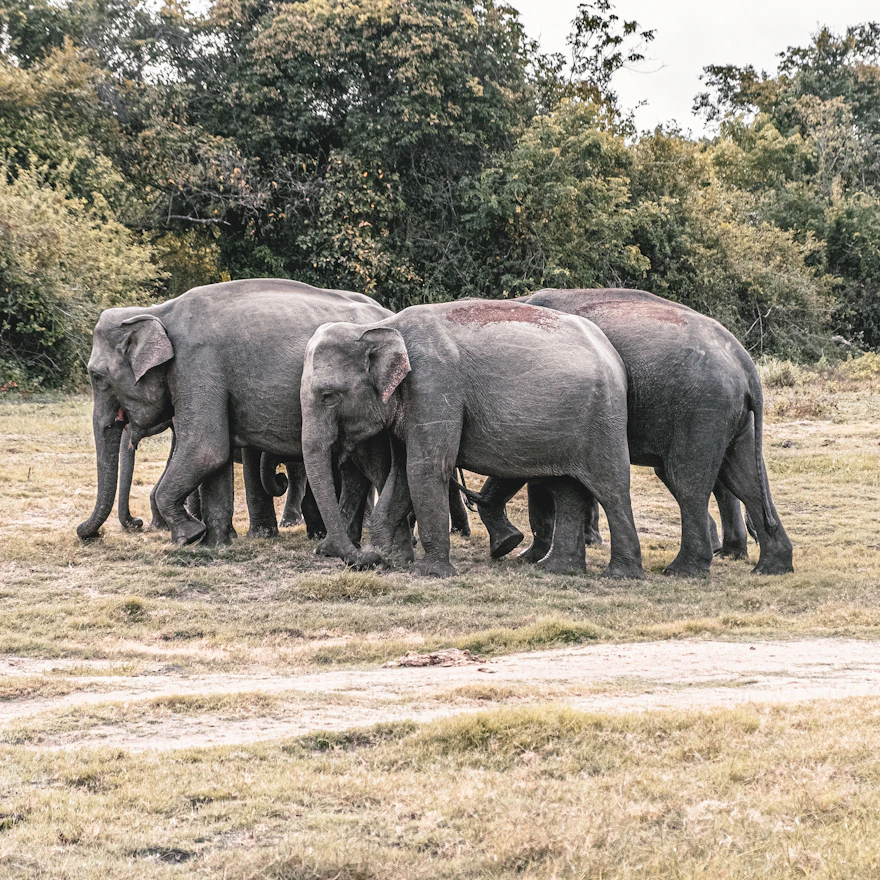Nature Tour