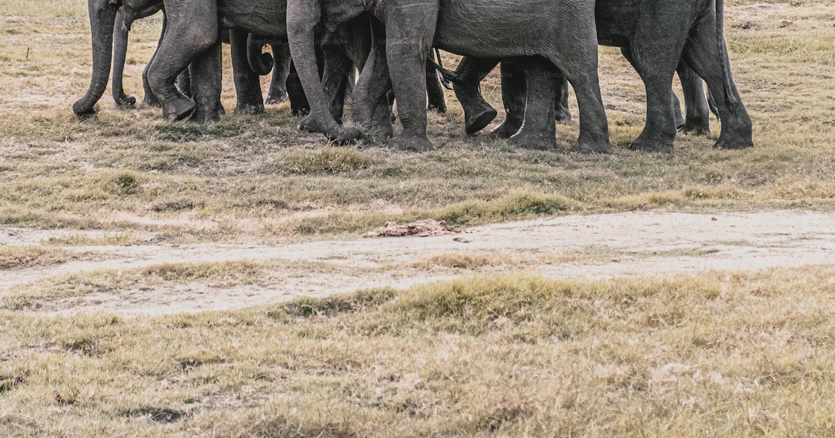 Elephant In Field A herd of elephants walking across a dry grass field photo – Animal ...