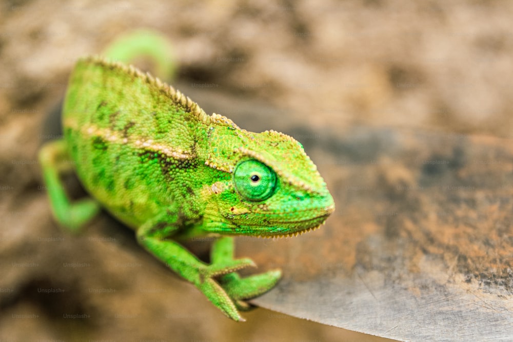 a green chamelon sitting on a piece of wood