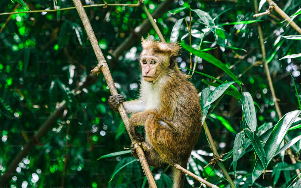 Una scimmia è seduta su un ramo d'albero