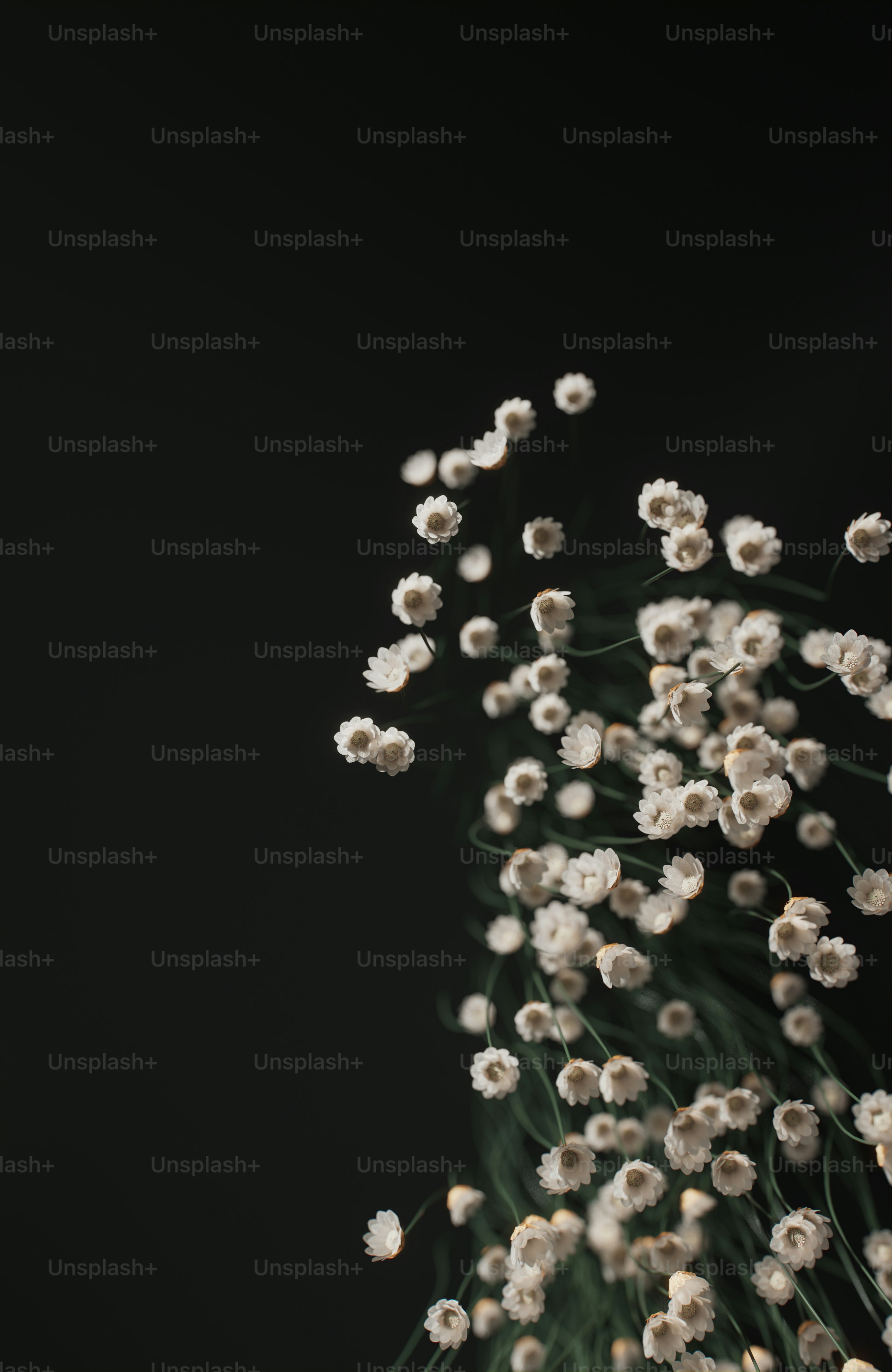 Imágenes de Flores Oscuras | Descarga imágenes gratuitas en Unsplash, image size:3000x4615