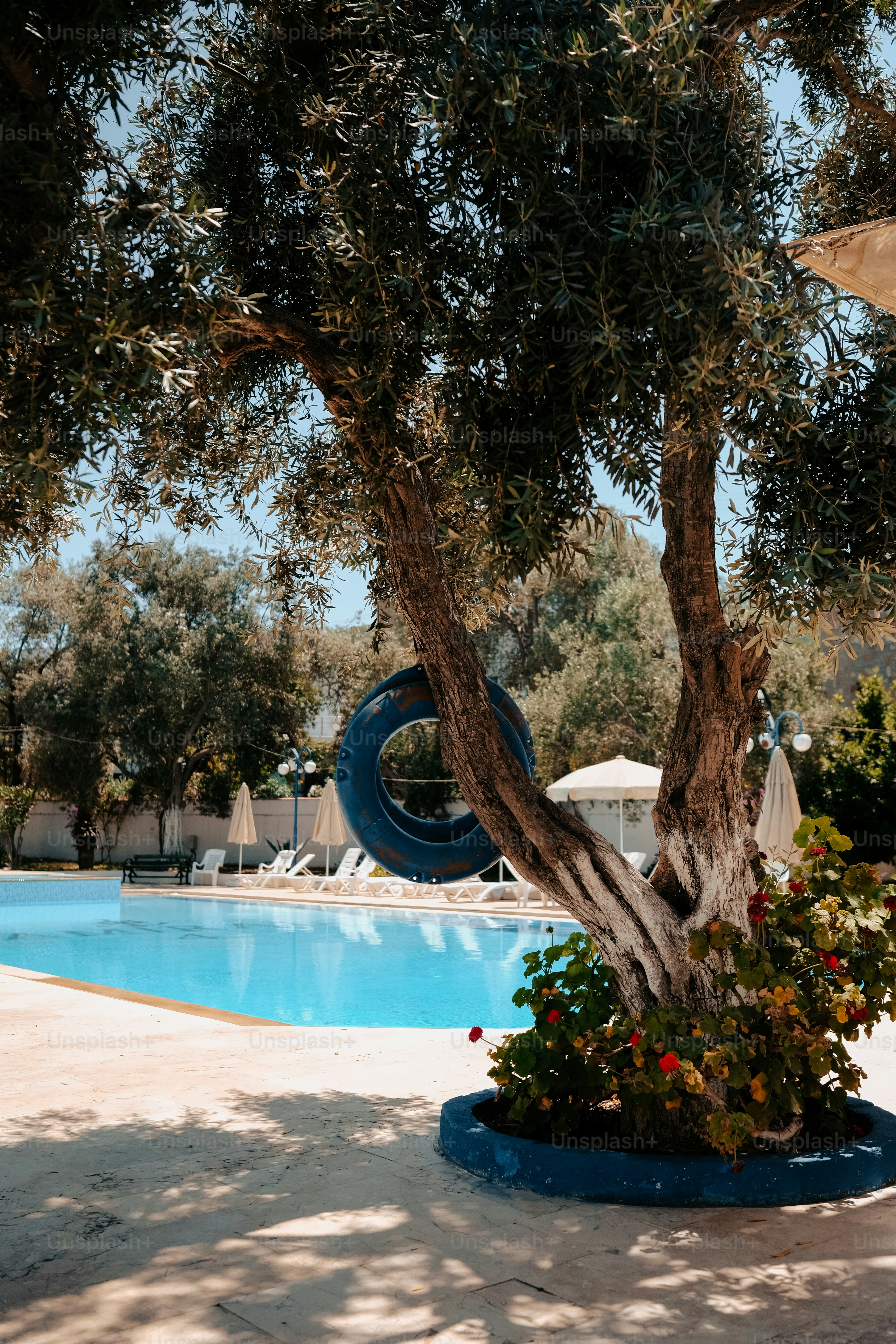 A large tree next to a swimming pool photo – Accommodation Image on ...