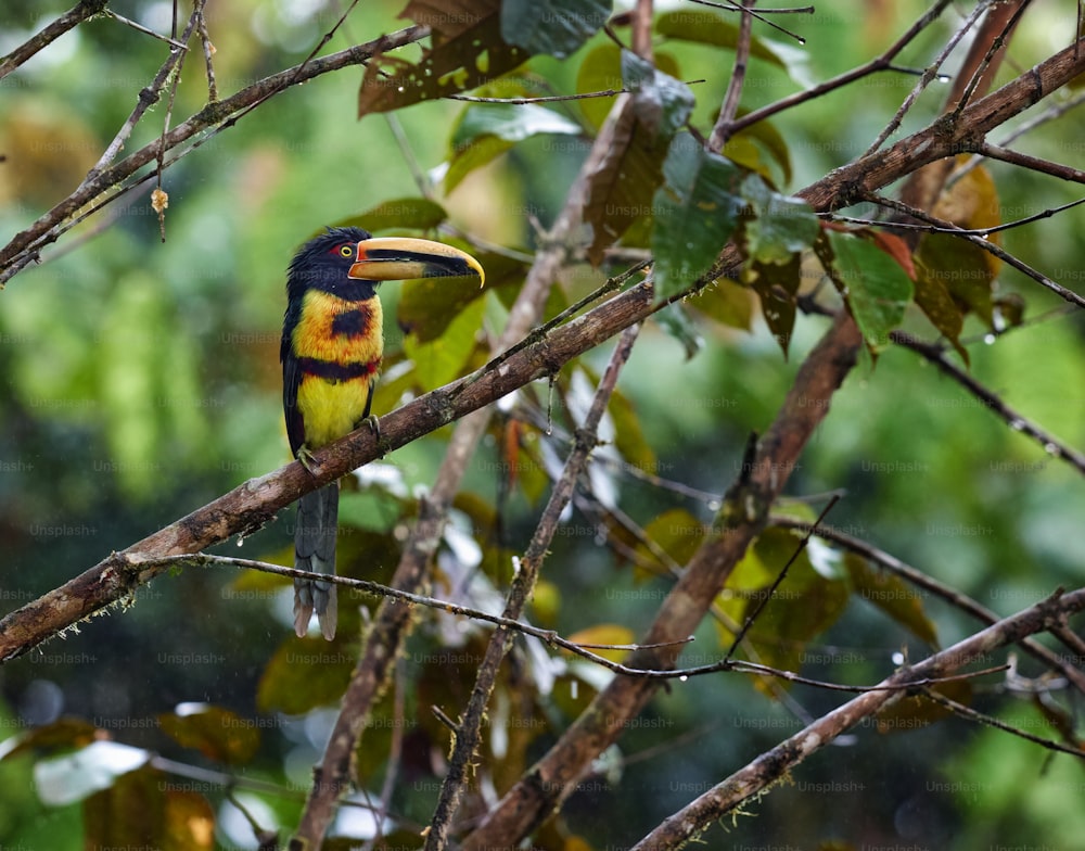 Un oiseau coloré perché sur une branche d’arbre