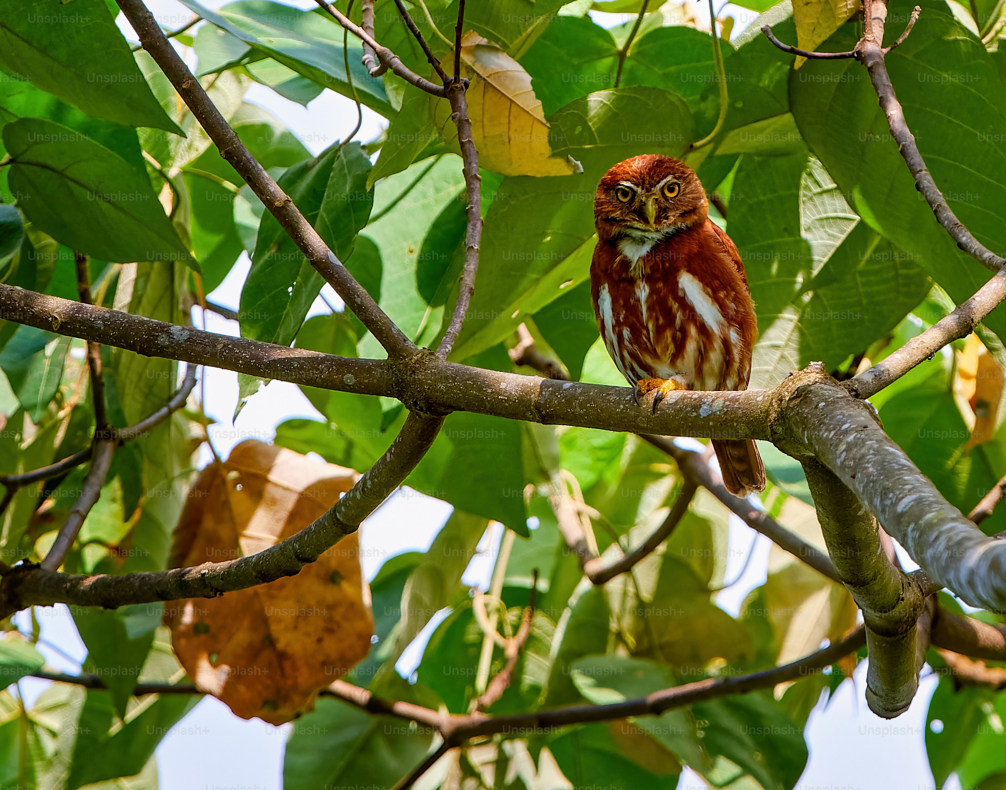 A small owl sitting on a branch of a tree photo Owls Image on Unsplash