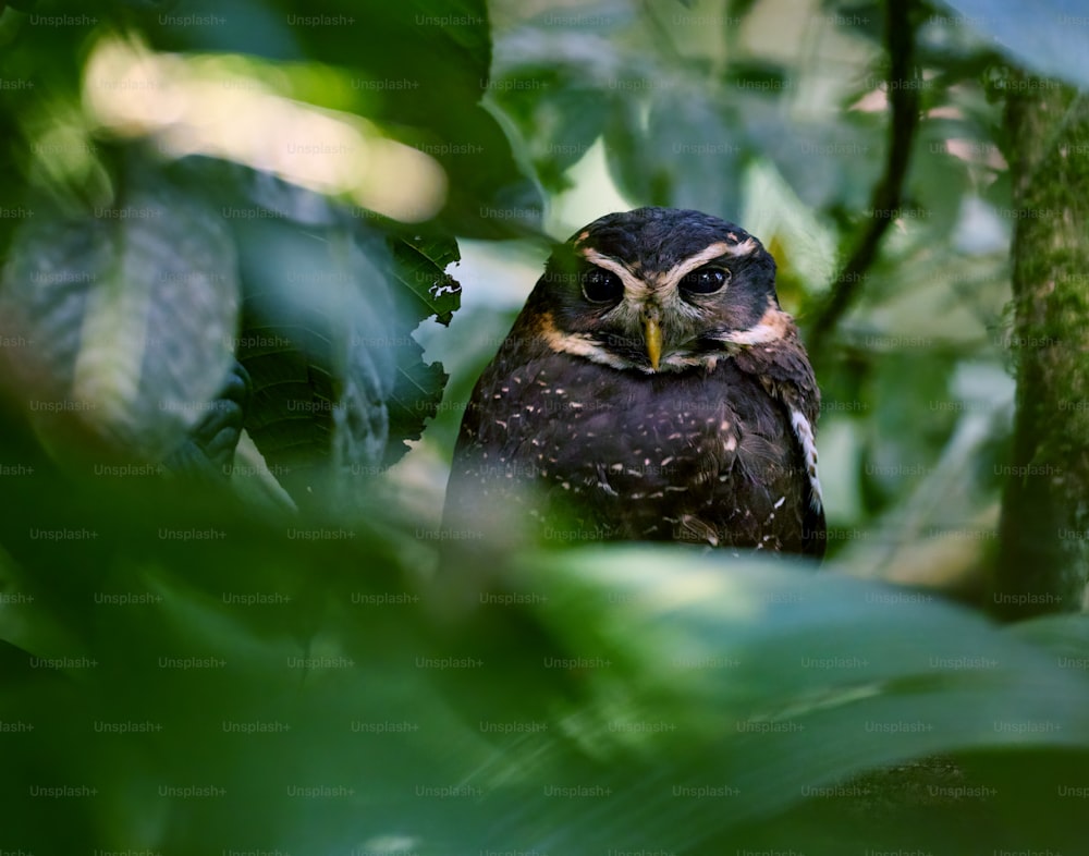 a small owl is sitting in a tree