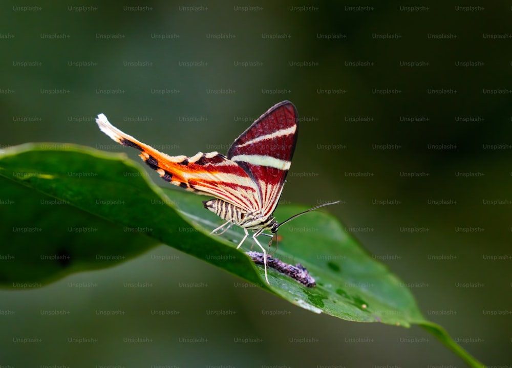 a red and white butterfly sitting on a green leaf