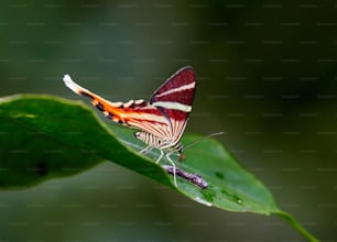 a red and white butterfly sitting on a green leaf