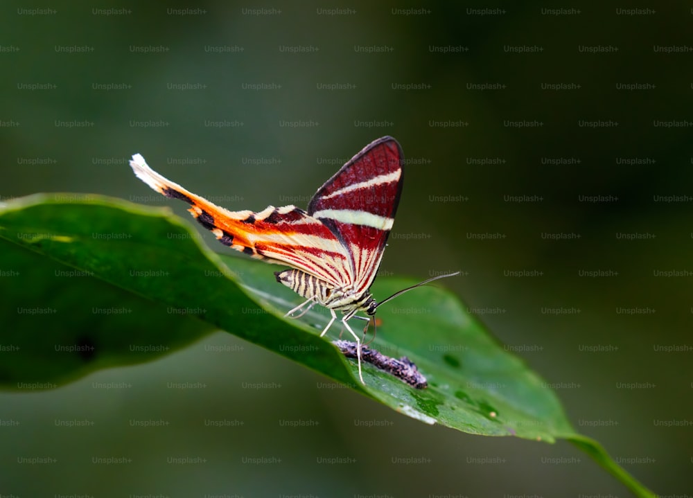 a red and white butterfly sitting on a green leaf