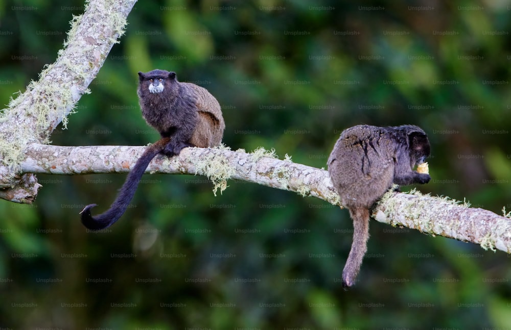 Un couple de singes assis au sommet d’une branche d’arbre