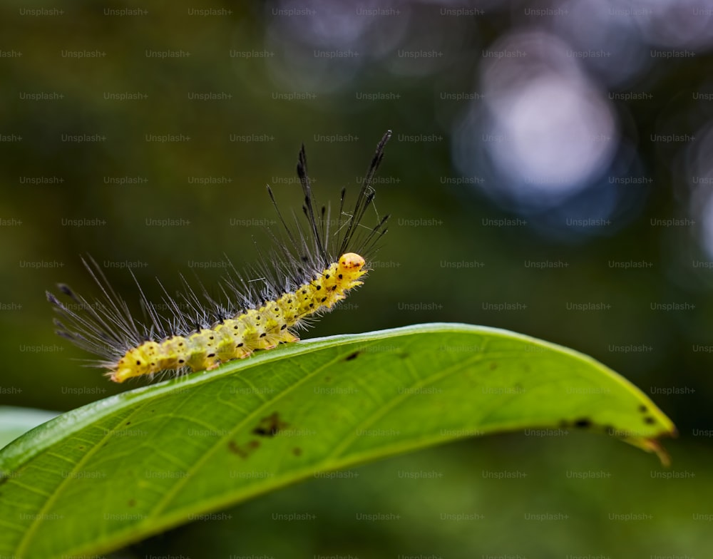 um close up de uma lagarta em uma folha