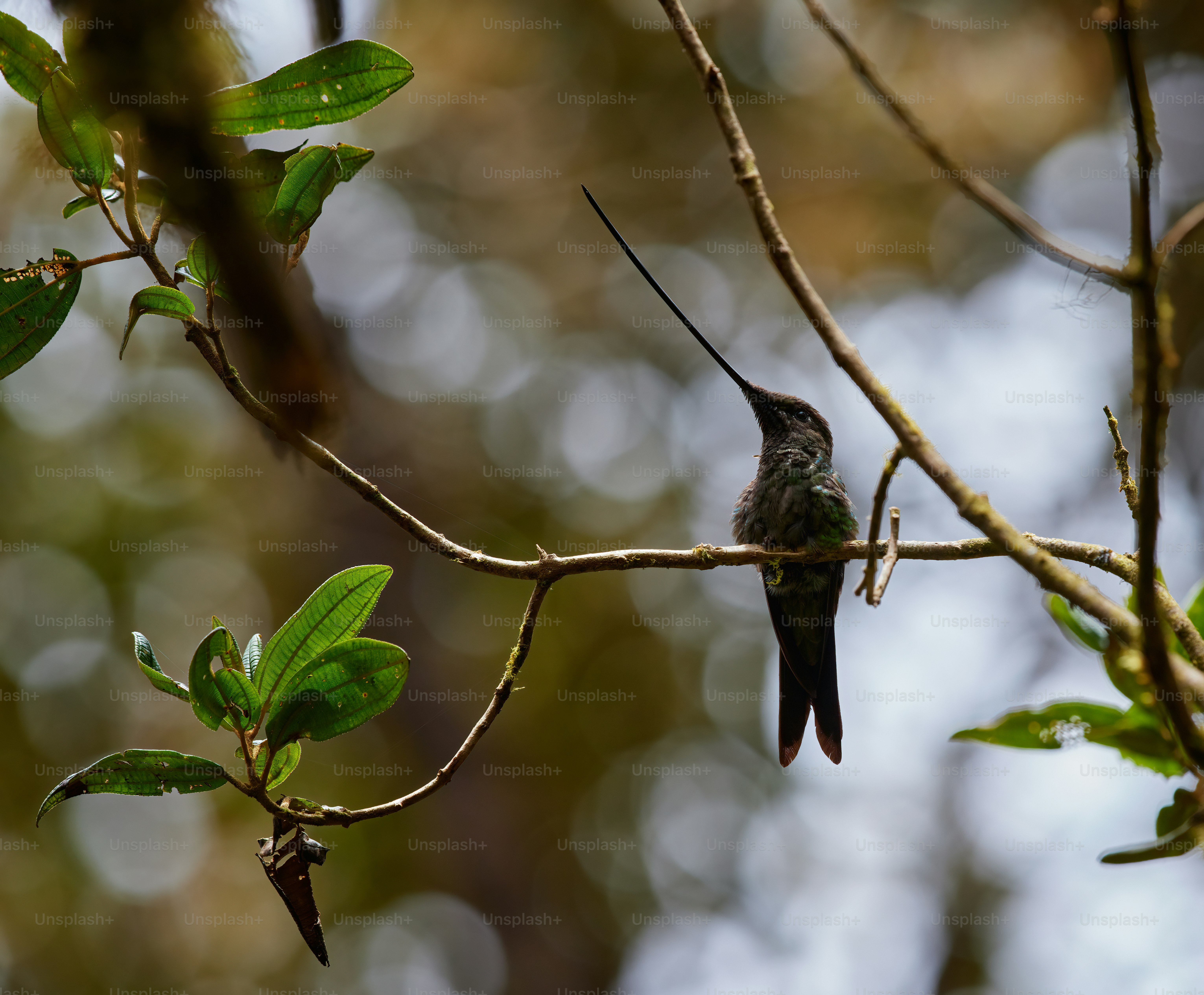 seekor burung kecil bertengger di cabang pohon