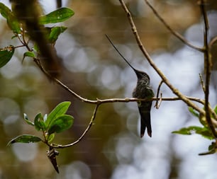 Un pequeño pájaro encaramado en la rama de un árbol