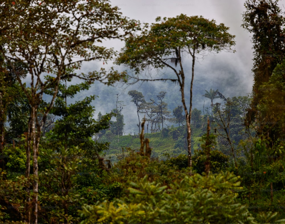 a forest filled with lots of tall trees