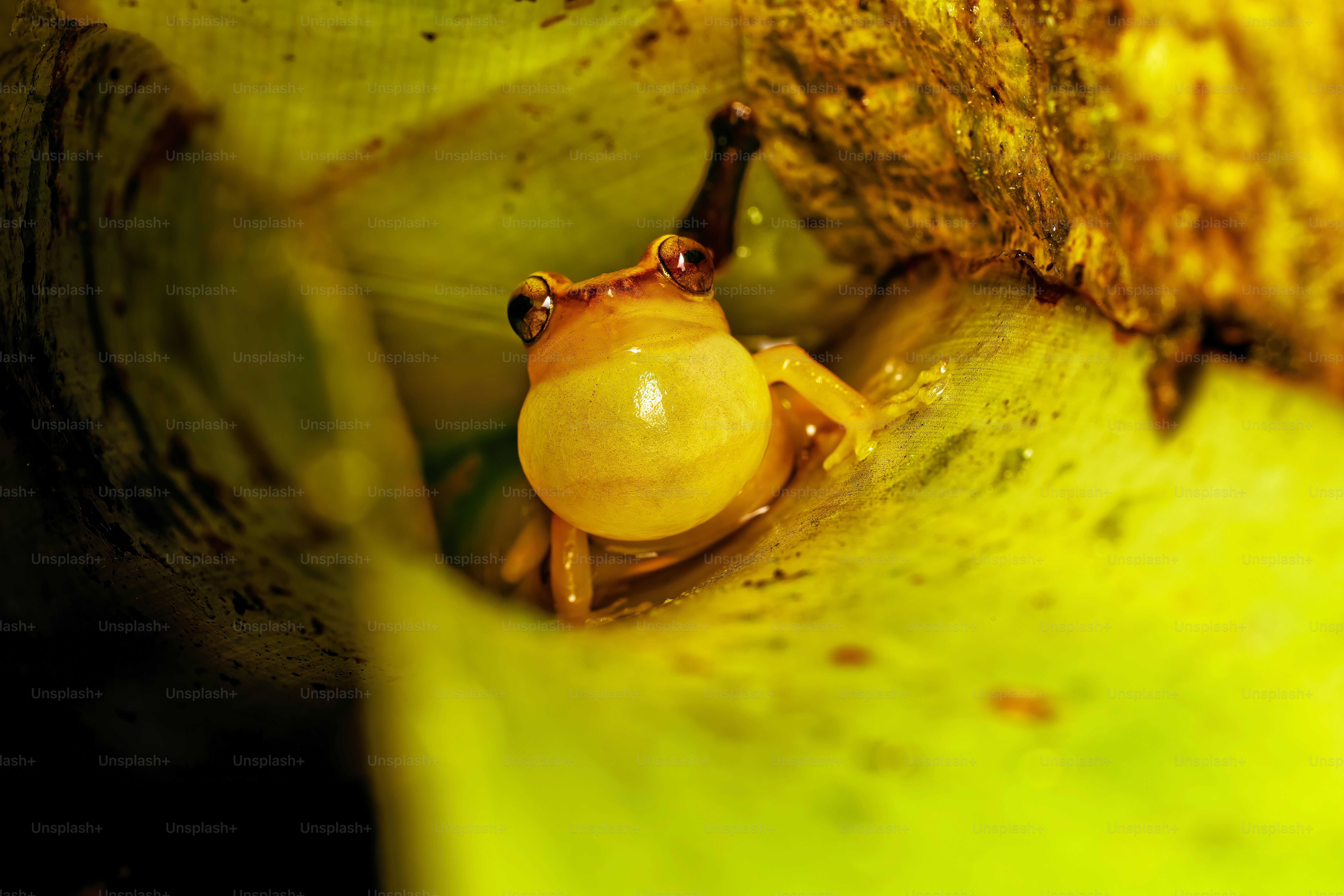 バナナの上の小さな昆虫のクローズアップ