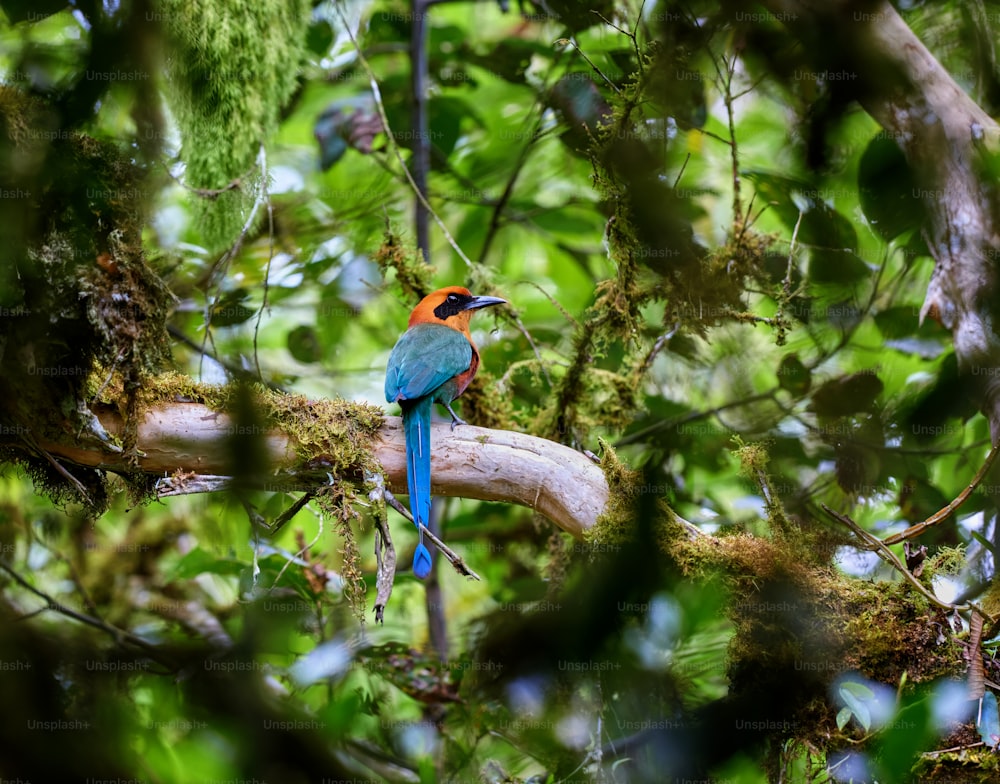 Un uccello colorato seduto sulla cima di un ramo dell'albero